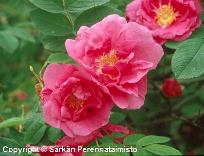 Rosa Rugosa-Ryhm 'Sofia'